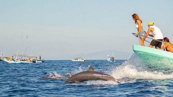 Dolphin Watching Tour