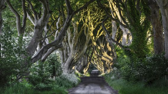 Game of Thrones and Giant's Causeway Full-Day Tour from Belfast