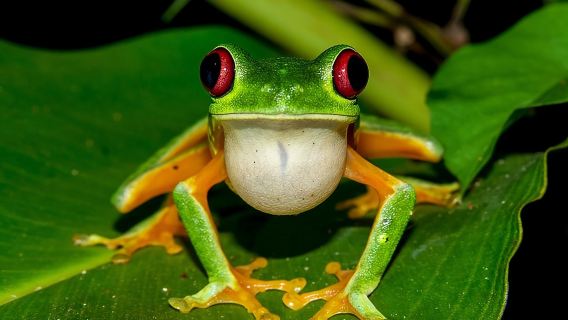 Ночной тур по джунглям с ужином (парк Rainmaker)