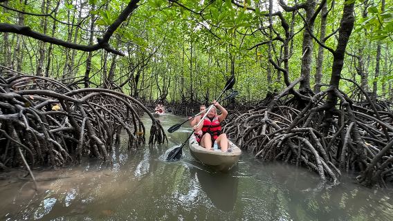 Mezza giornata in kayak tra le mangrovie a Langkawi