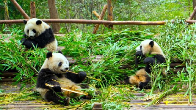 Гиды в Чэнду, владеющие английским, вьетнамским, индонезийским и другими языками, с возможностью индивидуального планирования маршрутов