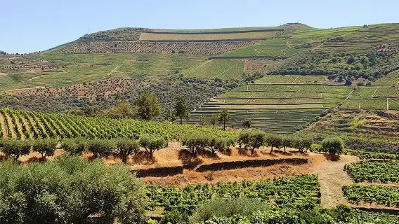 Complete Douro Valley Wine Tour with Lunch, Wine Tastings and River Cruise