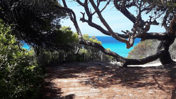 From Calvi: 4x4 Day Tour Mountain & Agriates' Saleccia Beach