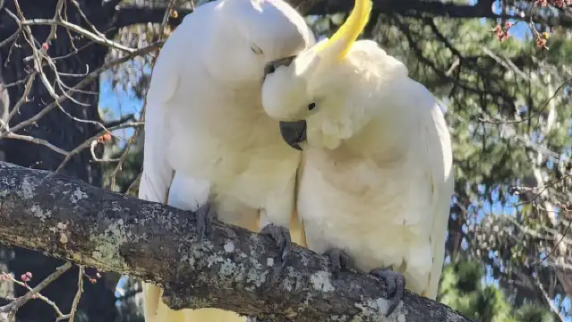 從雪梨出發：藍山之旅，瀑布漫步和午餐