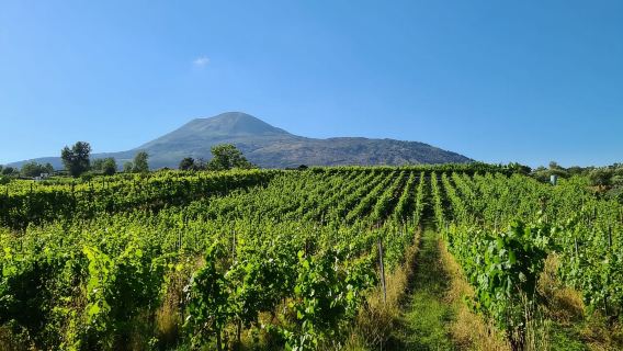 Pengalaman Berkuda di Vesuvius dengan Mencicipi Anggur