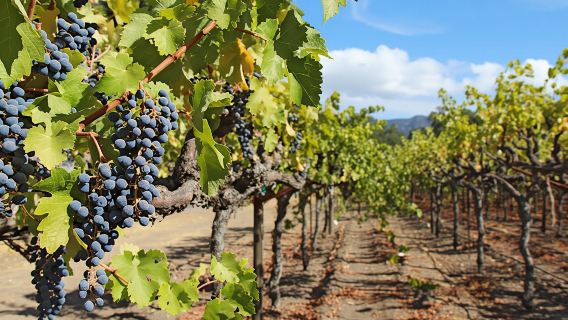 Half-day wine country tour from San Francisco