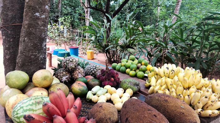 Half-Day Tour - Prison Island, Tortoises and Spices