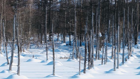 Tour di Hokkaido: Zoo di Asahiyama, Cascate di Biei e Terrazza di Ningle