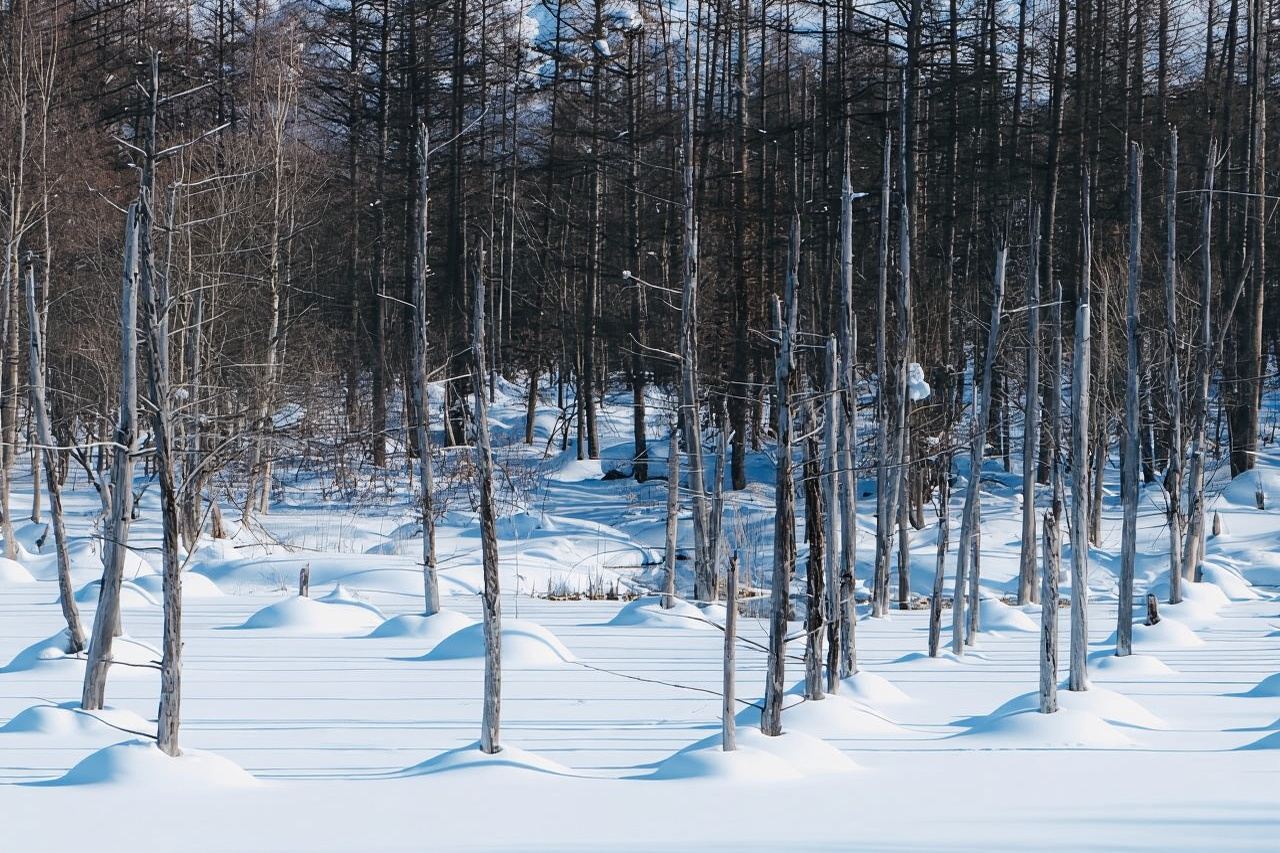 Hokkaido Tour: Asahiyama Zoo &Biei Waterfalls &Ningle Terrace