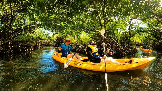 Noosa Heads: Excursión en kayak por los canales ocultos y vida salvaje (con guía completo)