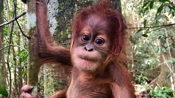 Two days orangutans adventure in Gunung Leuser