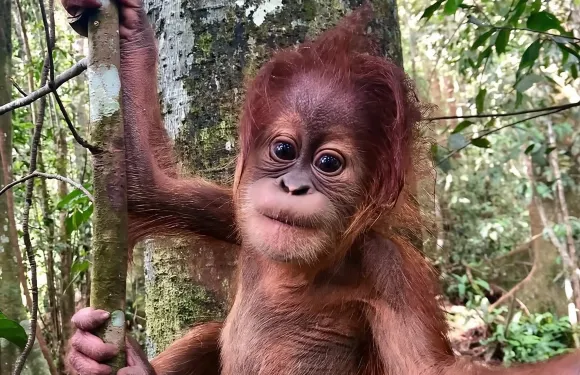 Gunung Leuser 為期兩天的猩猩冒險