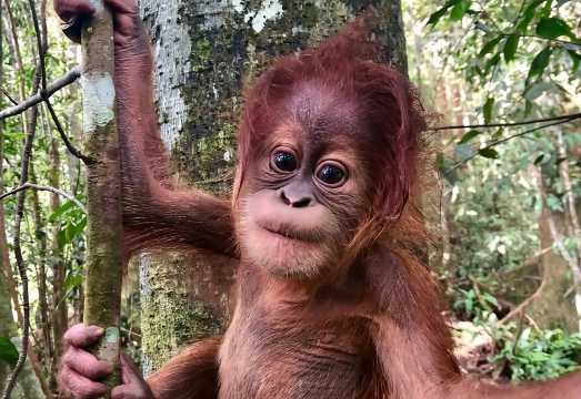Two days orangutans adventure in Gunung Leuser