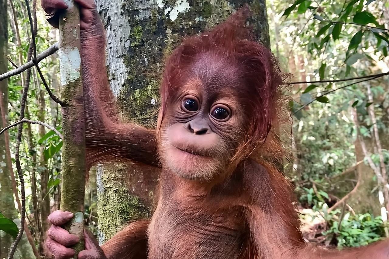 Two days orangutans adventure in Gunung Leuser