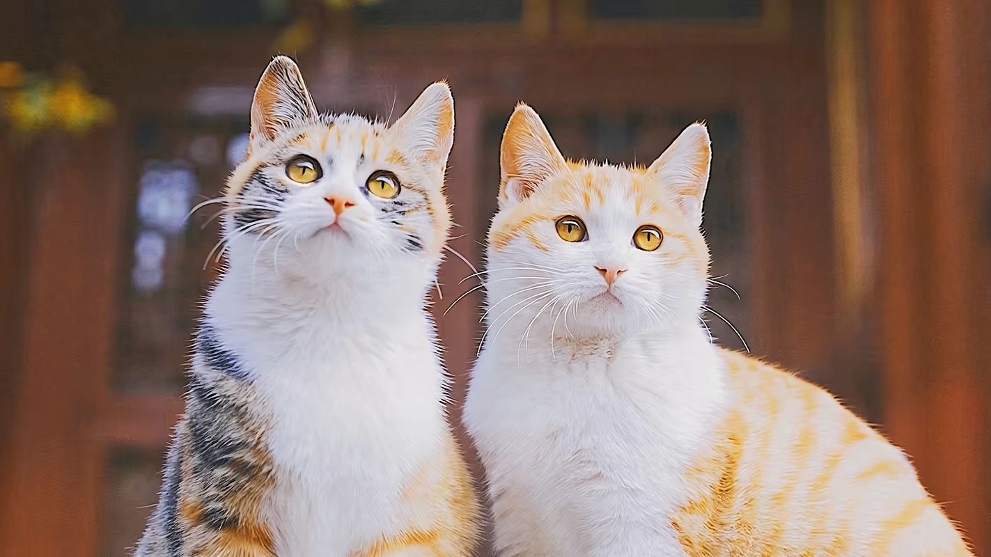 Forbidden City/The Palace Museum Half-Day Small Group Walking Tour with Admission Ticket