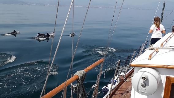 Dolphin Watching Adventure in Estepona Bay