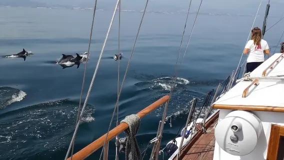 Dolphin Watching Adventure in Estepona Bay