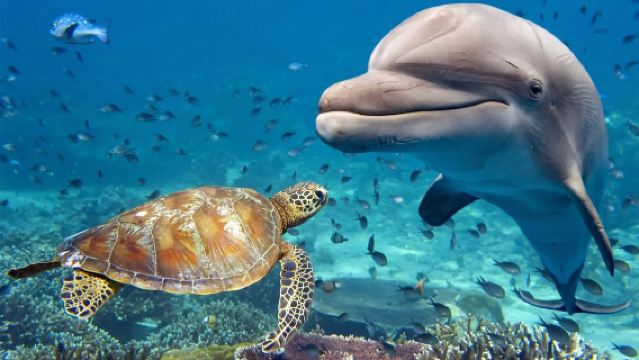 Excursion d'une journée à Bali pour observer les dauphins à Lovina | Option volcan/rafting/quad/parapente et snorkeling