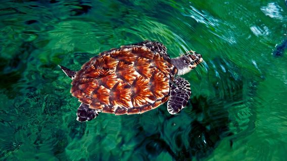 "Discover Fiji's Hidden Gems: Eco Park, Pottery Village & Dunes!"