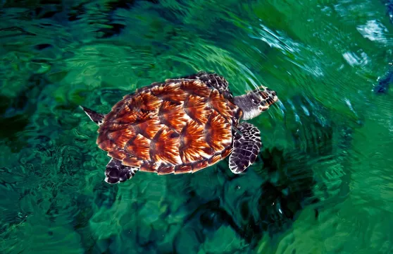 “探索斐濟的隱藏瑰寶：生態公園、陶器村和沙丘！”