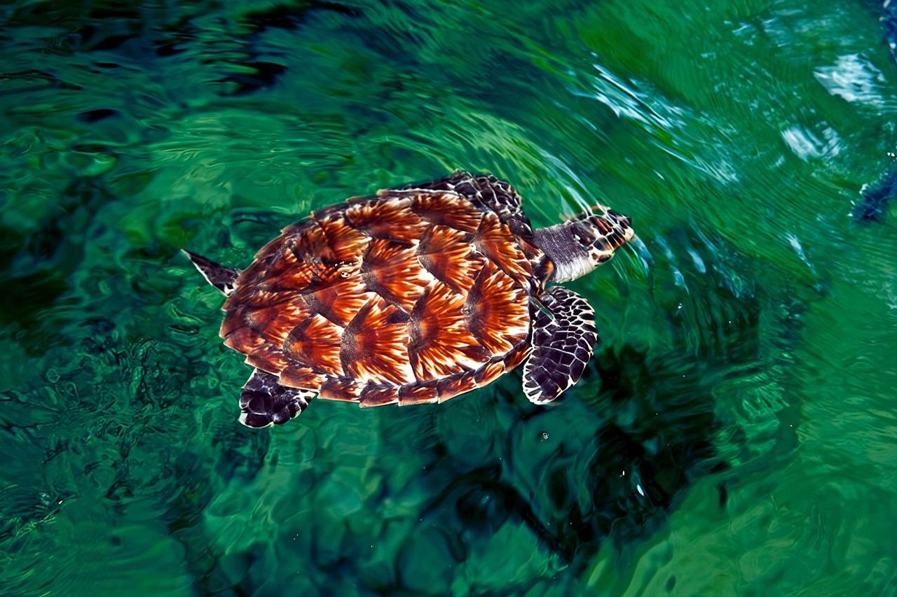 „Entdecken Sie Fijis verborgene Schätze: Ökopark, Töpferdorf und Dünen!“