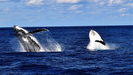 Avvistamento balene da Brisbane, Australia (con pranzo + trasferimento opzionale andata e ritorno dagli hotel del CBD di Brisbane + scelta del posto)