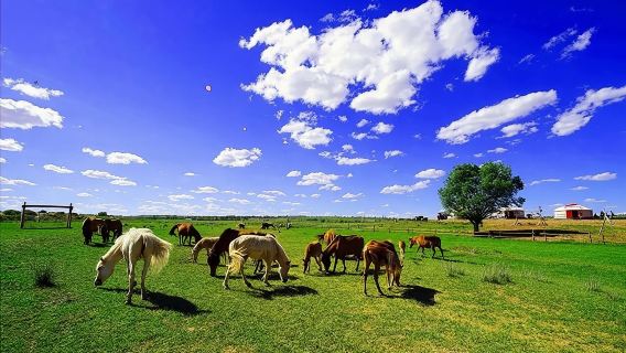 Lawatan Sehari ke Padang Rumput Xilamuren [Satu Pesanan, Satu Kumpulan, Sewaan Peribadi, Santai dan Bebas]
