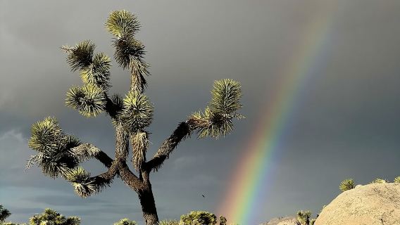 Chuyến tham quan danh lam thắng cảnh Công viên quốc gia Joshua Tree