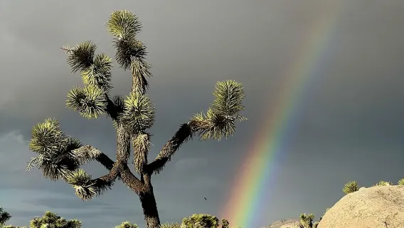 Joshua Tree National Park Scenic Tour