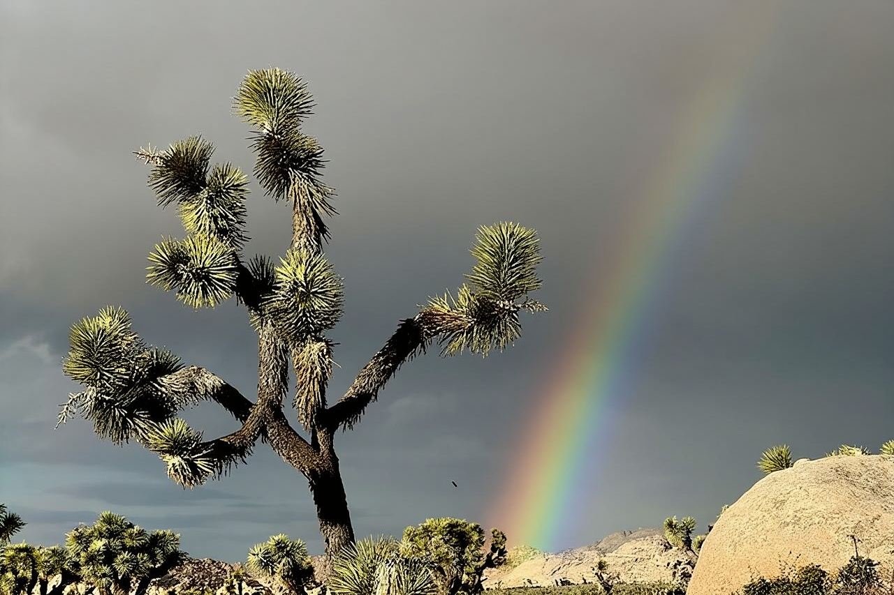 Joshua Tree National Park Scenic Tour