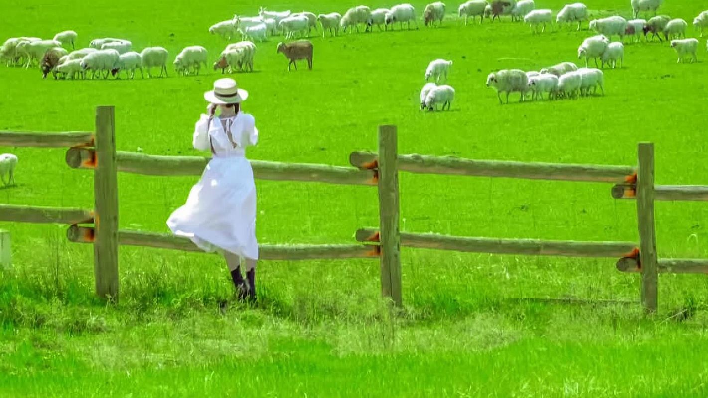 ทัวร์ 1 วัน ทุ่งหญ้าฮิรามุรินทร์ ฮูฮอต|เที่ยวสนุกไม่มีช็อปปิ้ง|ขี่ม้า|เนื้อแกะมือถือ|