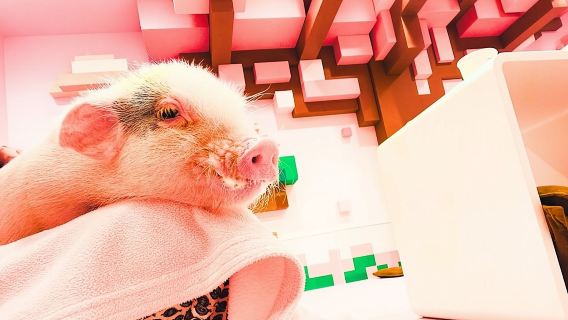 Достопримечательности Харадзюку: где традиции встречаются с токийской поп-музыкой