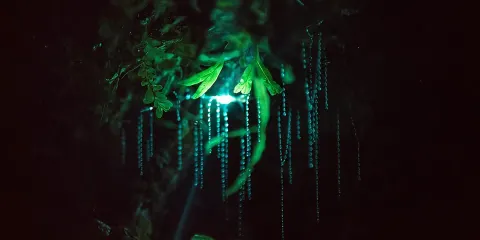夜間探險:螢火蟲之旅