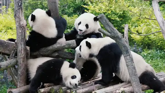 Half-day Panda Base Tour (or Full-day Panda Base +Leshan Giant Buddha Tour)