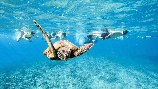Snorkeling with Sea Turtles in Waikiki Hawaii Boat Tour