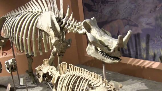 Smithsonian Natural History Museum Tour Semi-Private 8ppl