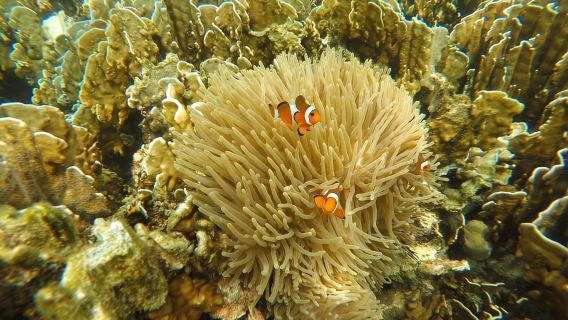 Krabi: Koh Rok & Koh Haa Hidden Snorkeling Tour by Speedboat