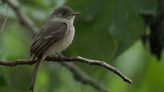 El Limón: Ziplining Adventure