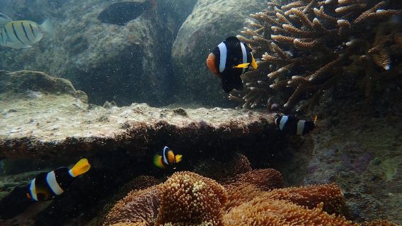 Trincomalee: Whales Watching and Navy Island Snorkeling Tour