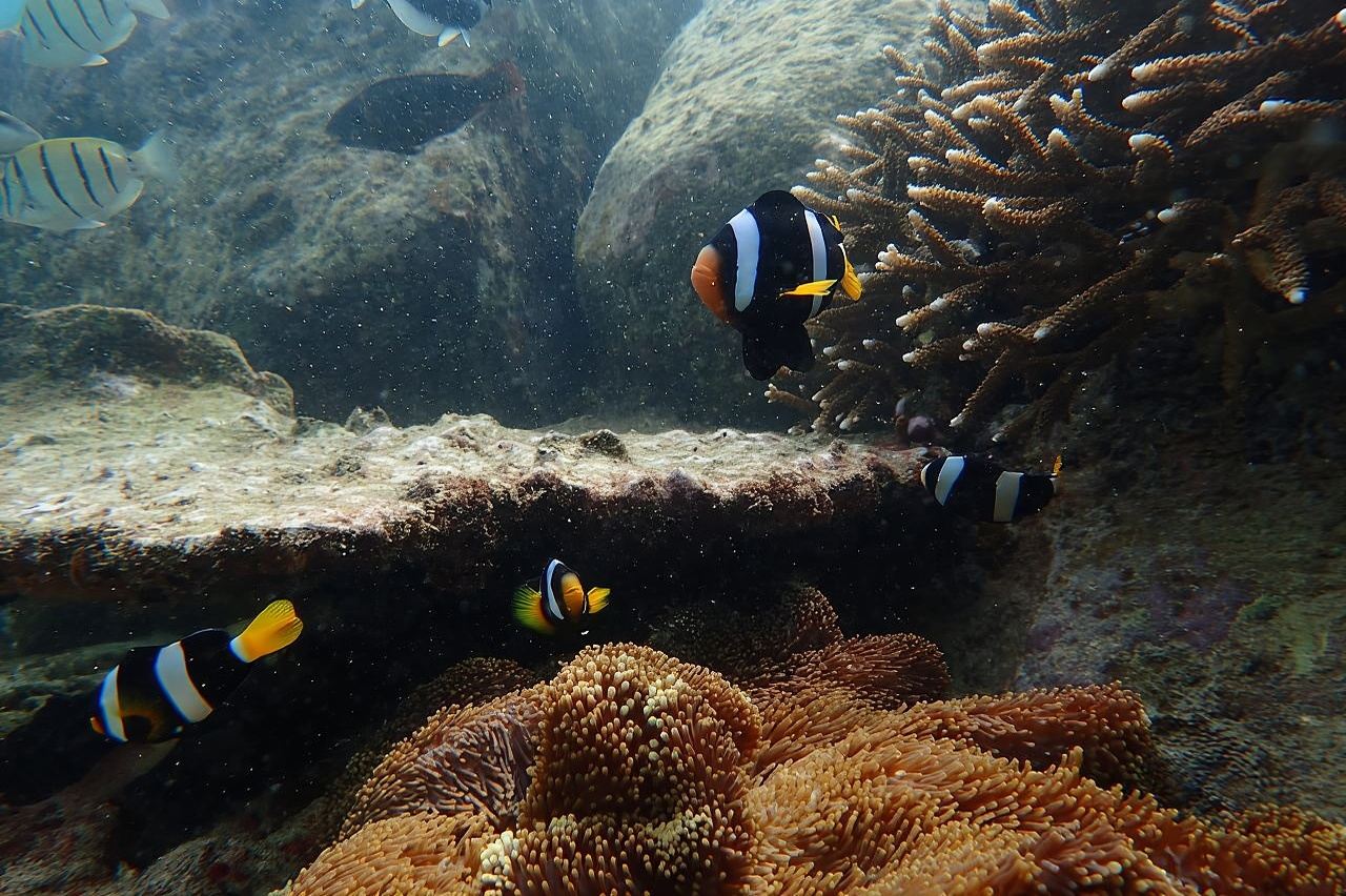 Trincomalee: Whales Watching and Navy Island Snorkeling Tour