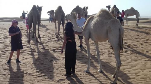 Morning Safari by 4x4 from Dubai with Sand Boarding Day Tours 5