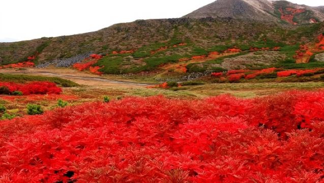 日本小樽運河+大正硝子館【中文司機/可訂多日】