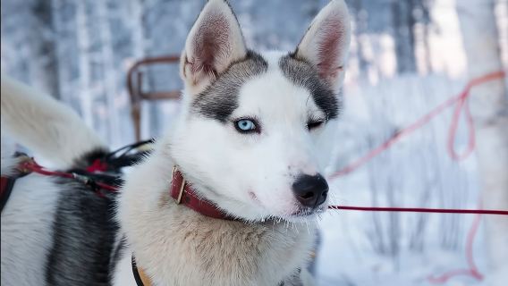 Rovaniemi|Husky sled 1km/5km/10km/20km
