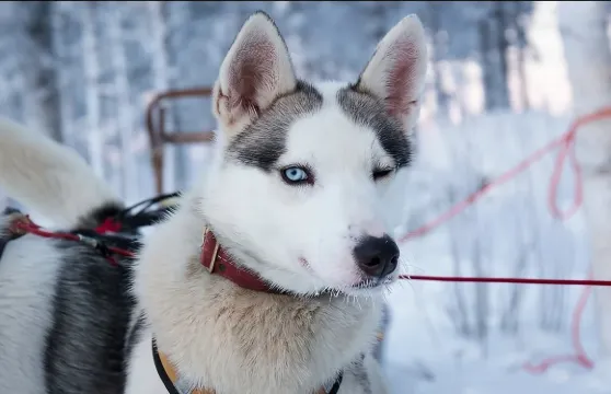 羅瓦涅米|哈士奇雪橇 1公里/5公里/10公里/20公里