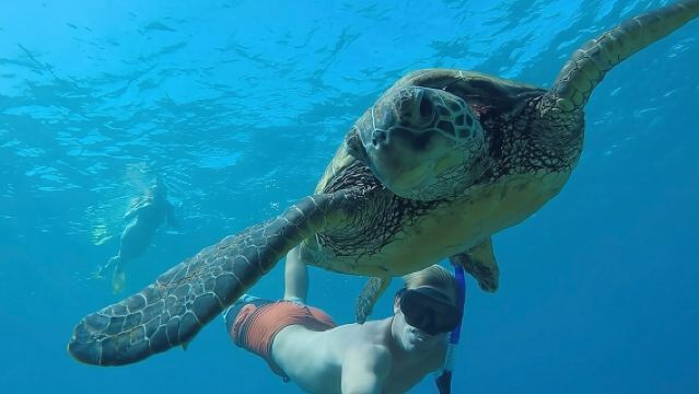 Schnorcheln mit Schildkröten für Anfänger, kostenlose Videos West Palm Beach