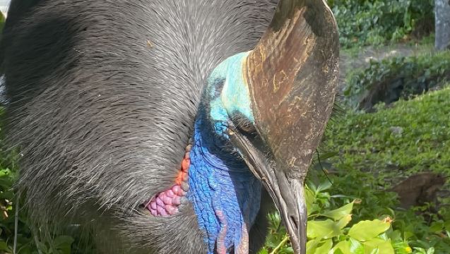Cairns: Paronella Park Rainforest Full-Day Tour with Dinner
