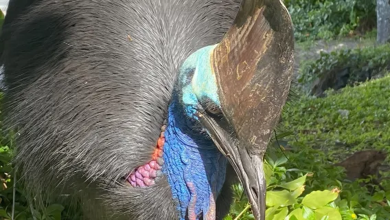 Cairns: Tour di un giorno al Paronella Park nella foresta pluviale con cena