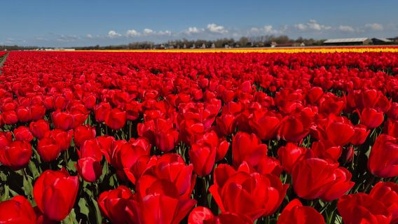จากอัมสเตอร์ดัม: ทัวร์ทุ่งดอกทิวลิปแห่งฮอลแลนด์