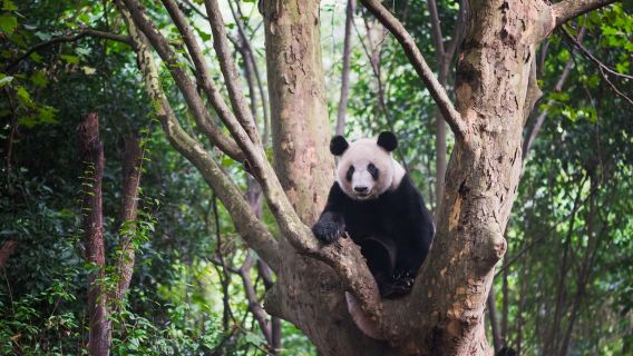 Klassische private Tagestour in Chengdu zur Panda-Aufzuchtstation und zum Großen Buddha von Leshan