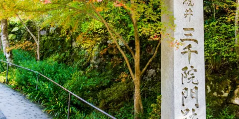 京都嵐山+渡月橋+奈良公園+若草山一日遊【中文包車遊】